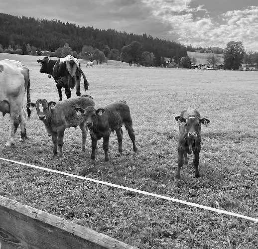 Lägenhet Haus Wurzenrainer